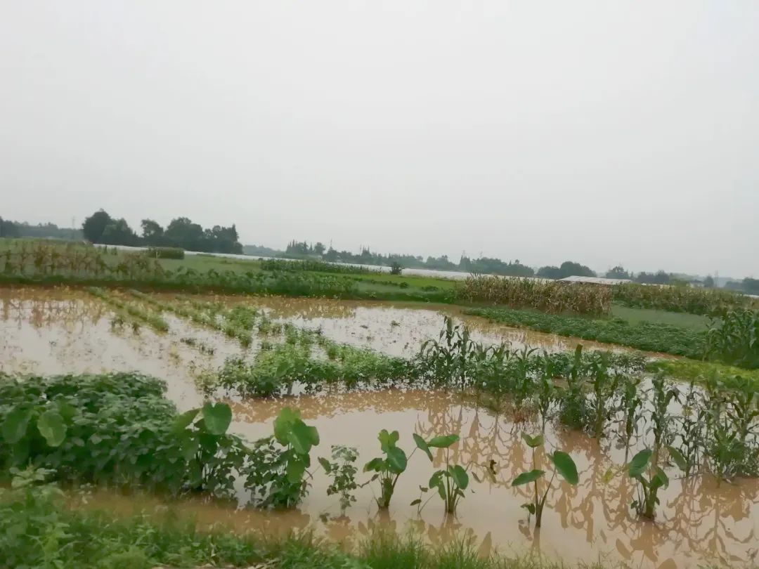 2021年7月暴雨后的河南农村（图片源自网络）.jpg